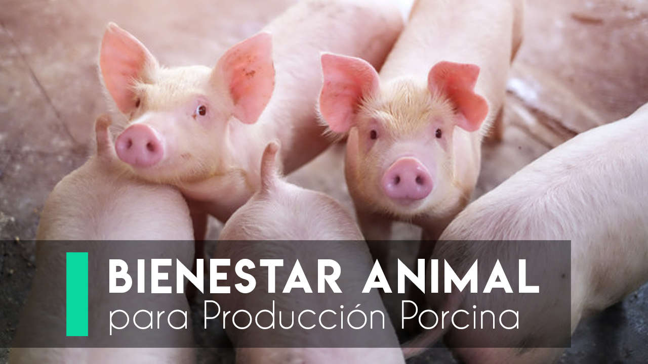 3338_C1_C2 - Bienestar Animal para Producción Porcina